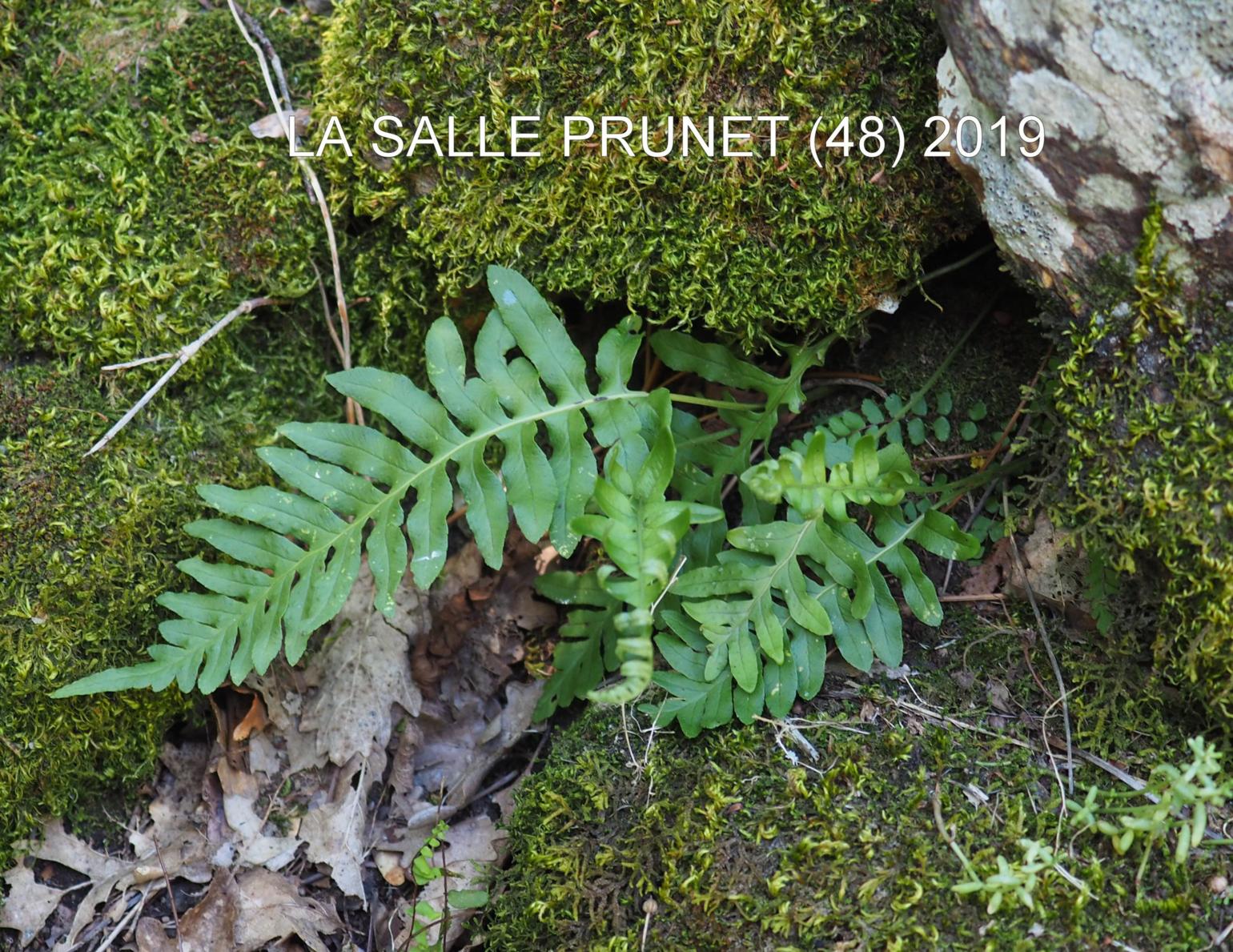 Polypody, Common